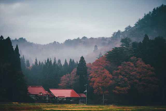 冬の西風から守るため、家々は「イグネ」と呼ばれる屋敷林に囲まれている＝2020年11月19日、保井崇志撮影