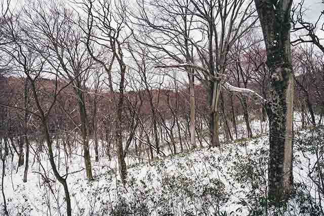 「留山」に広がるブナの森＝2021年2月25日、保井崇志撮影