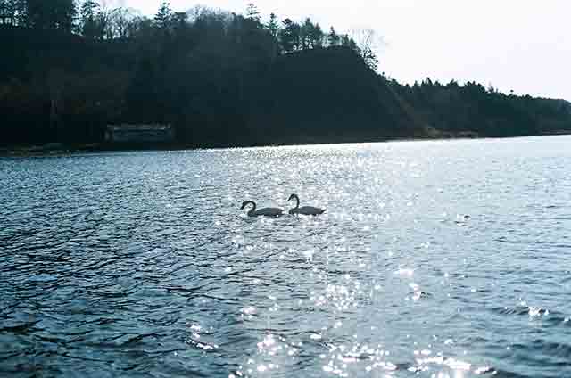 町内にある藻散布沼（かつて海だった海跡沼）には越冬のためハクチョウが飛来する＝2021年11月21日、岩倉しおり撮影