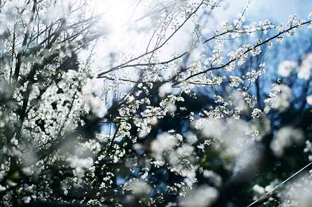 咲き誇る桜＝2020年3月20日、岩倉しおり撮影