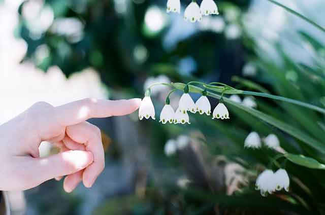 ヒガンバナ科の植物である可憐なスノーフレーク＝2020年3月20日、岩倉しおり撮影