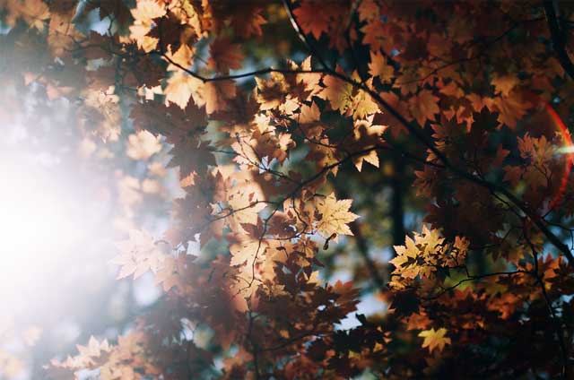 赤や黄色に紅葉した猪苗代湖周辺の木々＝2019年11月9日、岩倉しおり撮影