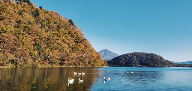 秋色に染まった磐梯山（ばんだいさん）を映す猪苗代湖。水面では白鳥たちが優雅に泳ぐ姿が見られた＝2019年11月9日、岩倉しおり撮影