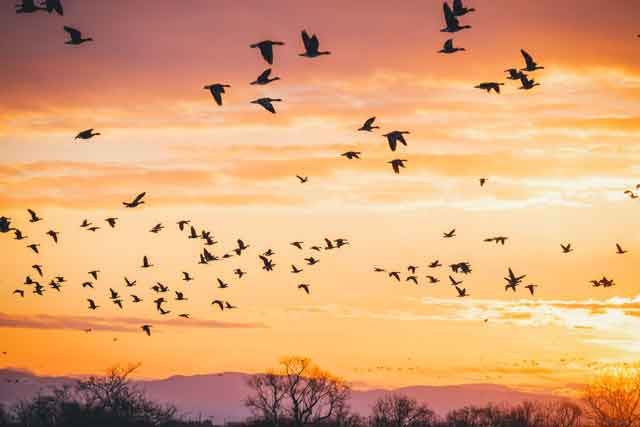 空一面に広がるマガンの光景は圧巻だ＝2021年1月6日、保井崇志撮影