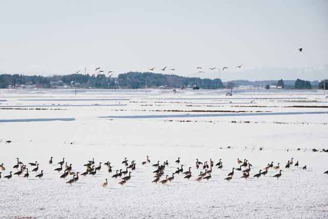 マガンと同様に越冬のためにやってくるオオヒシクイの群れ＝2021年1月6日、保井崇志撮影