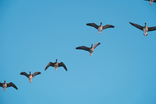 成鳥のマガンはおなかの部分に黒い模様があるのが特徴だ＝2021年1月7日、保井崇志撮影