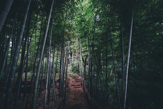 手入れがされた竹林の道＝2020年10月15日、保井崇志撮影
