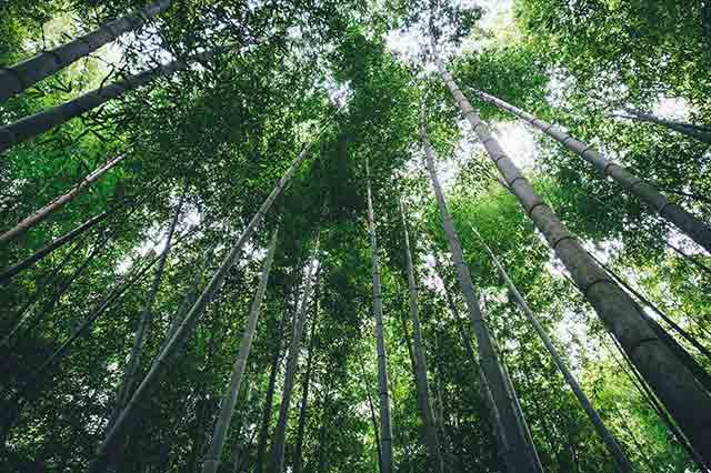 竹林を歩く道も。美しい木漏れ日に心癒される＝2020年10月15日、保井崇志撮影