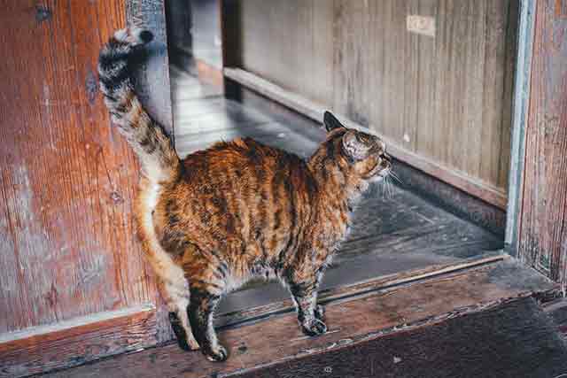 旧木沢小学校の番人、通称「猫校長」＝2019年12月6日、保井崇志撮影